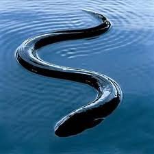 images_030